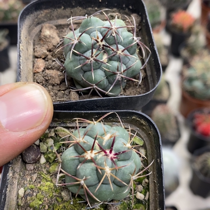 实生大红鹰2颗特价