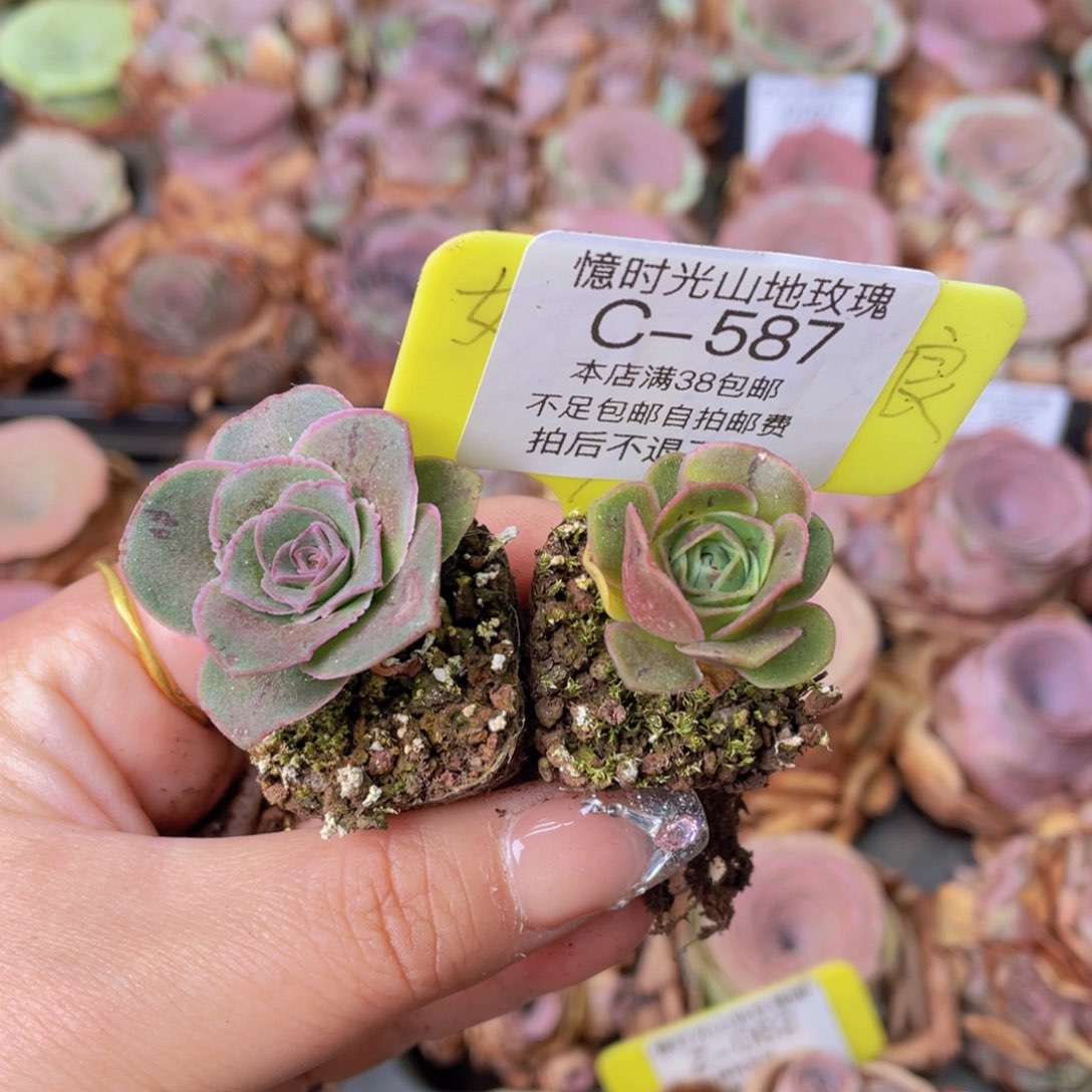 用***静山地玫瑰C587裸根发货断枝不包损不售后