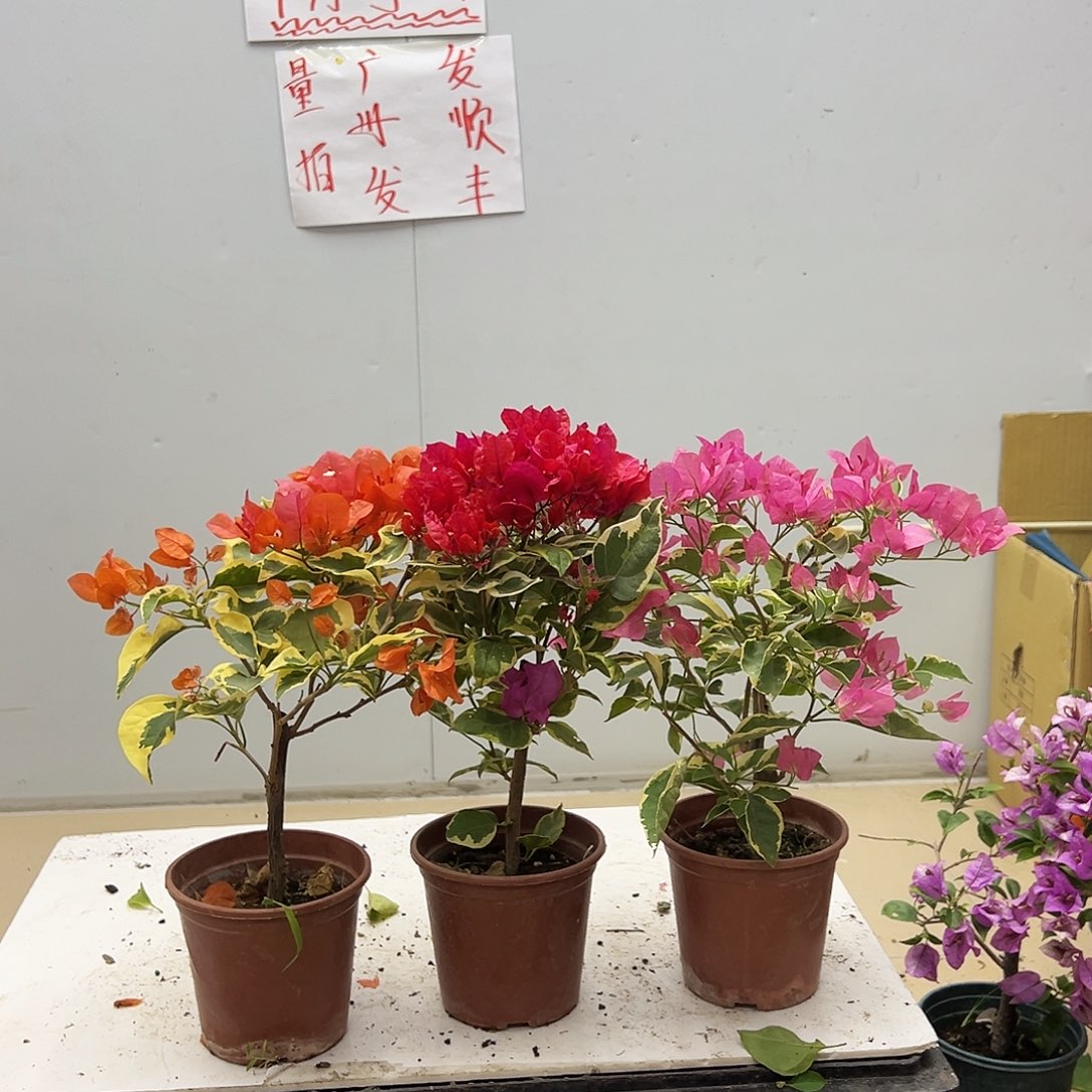 大部分花苞少量开放橙冰，孟加拉红，蜡染粉组合