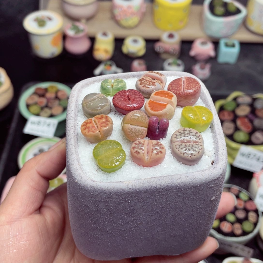 w8762 带盆土发货-零下地区拍保温箱