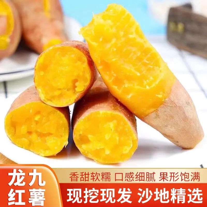 现挖现发沙地红薯蜜薯黄心龙九红薯蜜薯龙九地瓜烤红薯