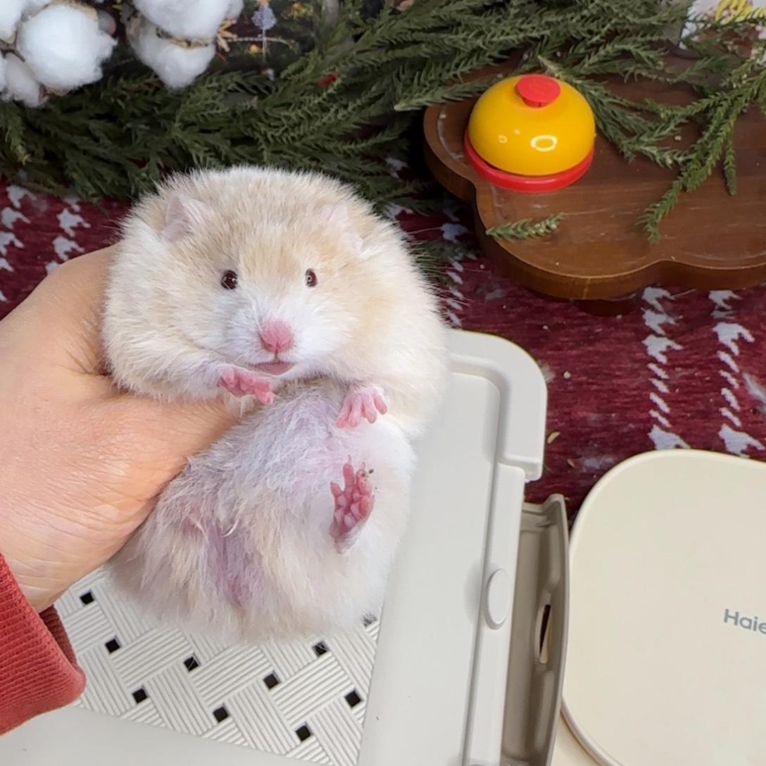 肉桂波弟弟12.02生日