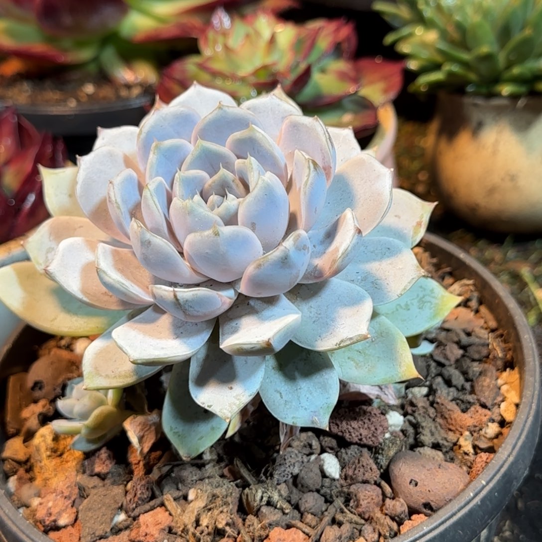 雪兔惊鸿一物一拍包装收缩花旱