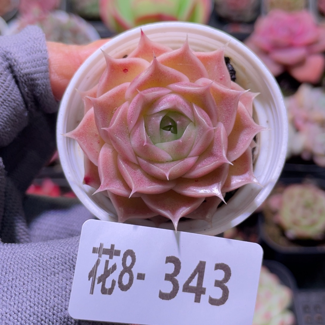 花利美8-343霜瓷 