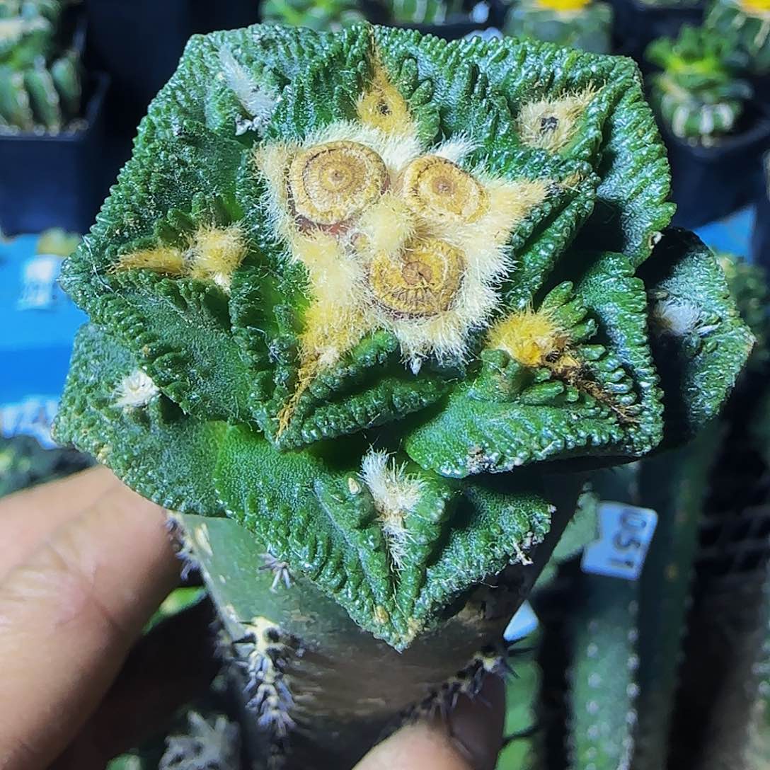 大尤辛顿364锯齿尤