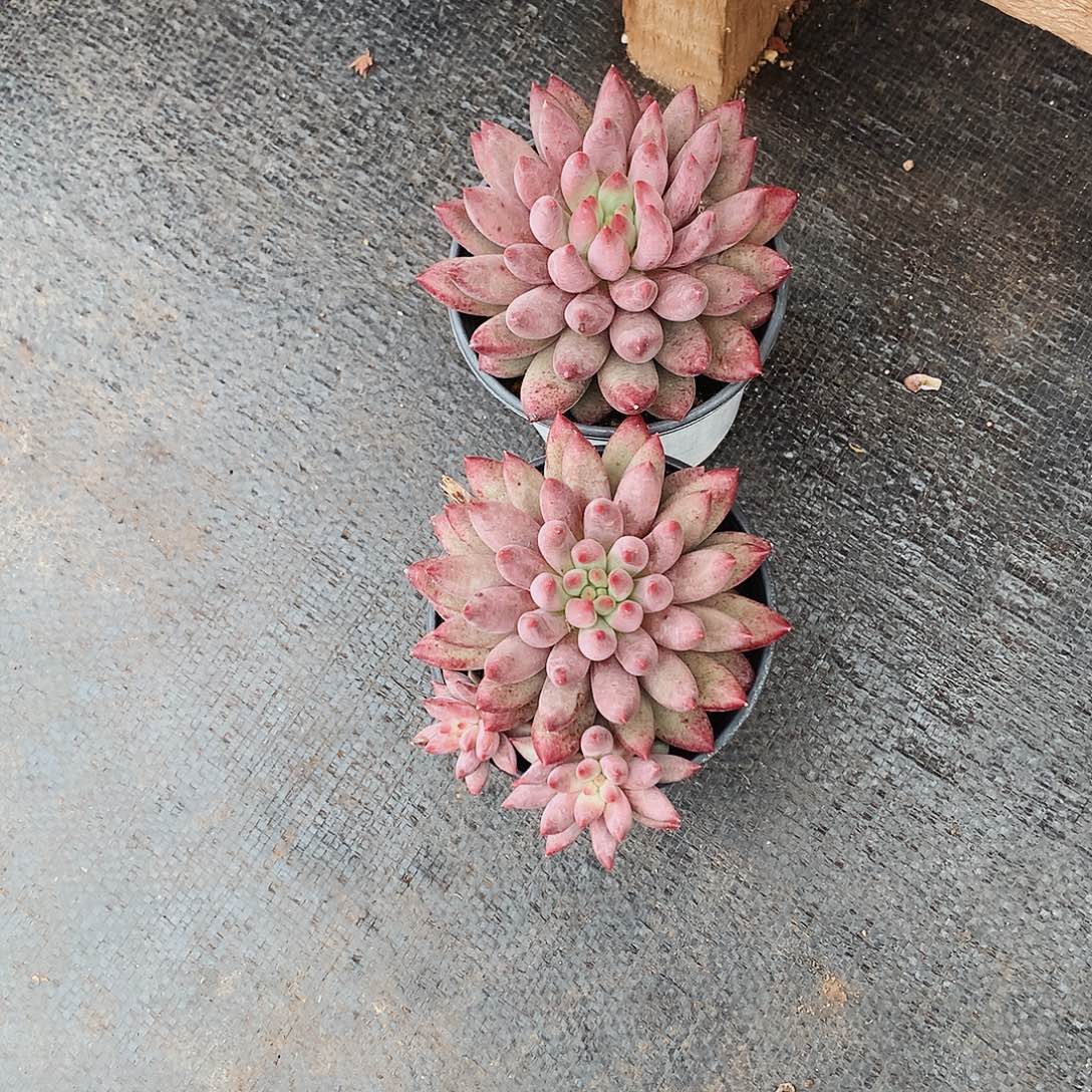 多肉植物多肉植物虞美人