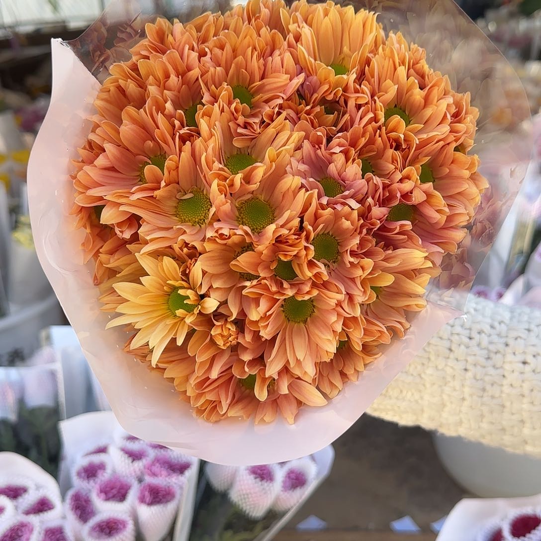 香香公主小菊多头不包邮