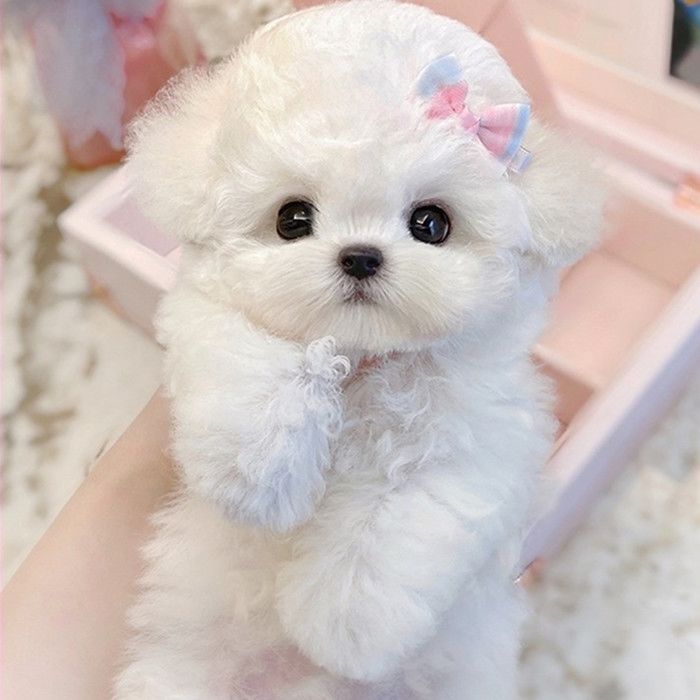 山州比熊幼犬小体狗茶杯犬灰泰迪