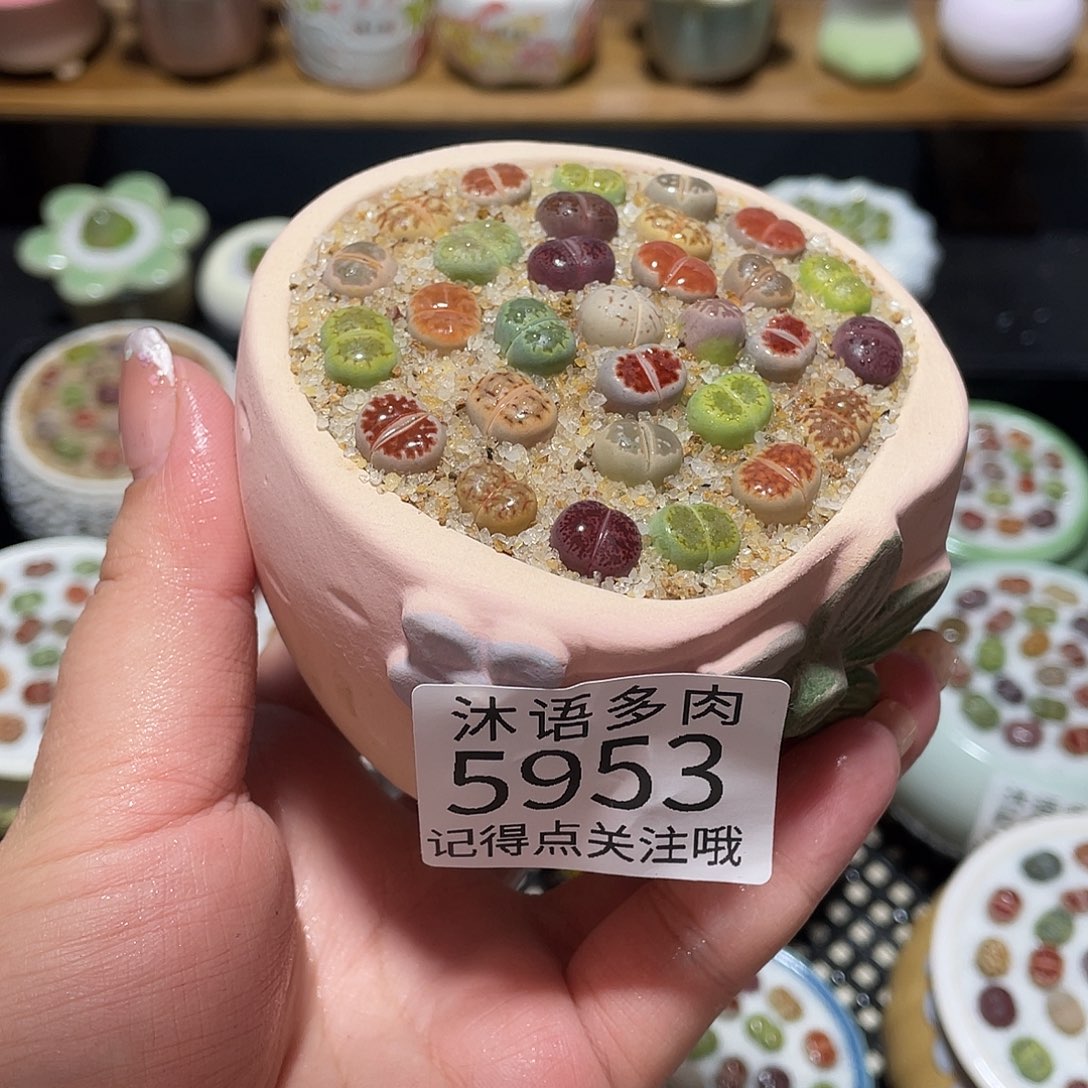 带盆土植物 一物一拍5953