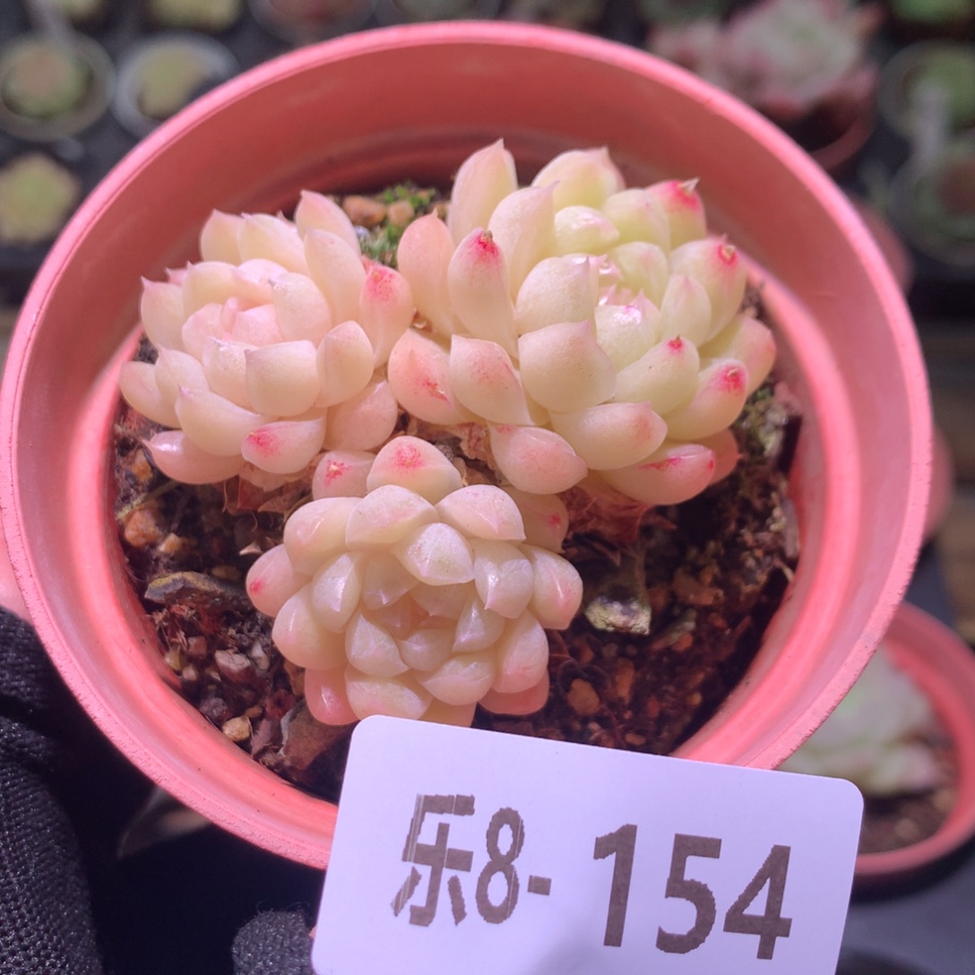 乐然 8-154 麦秆群 不包整