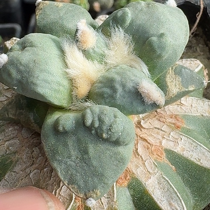 无花朵苗接怒涛苗021