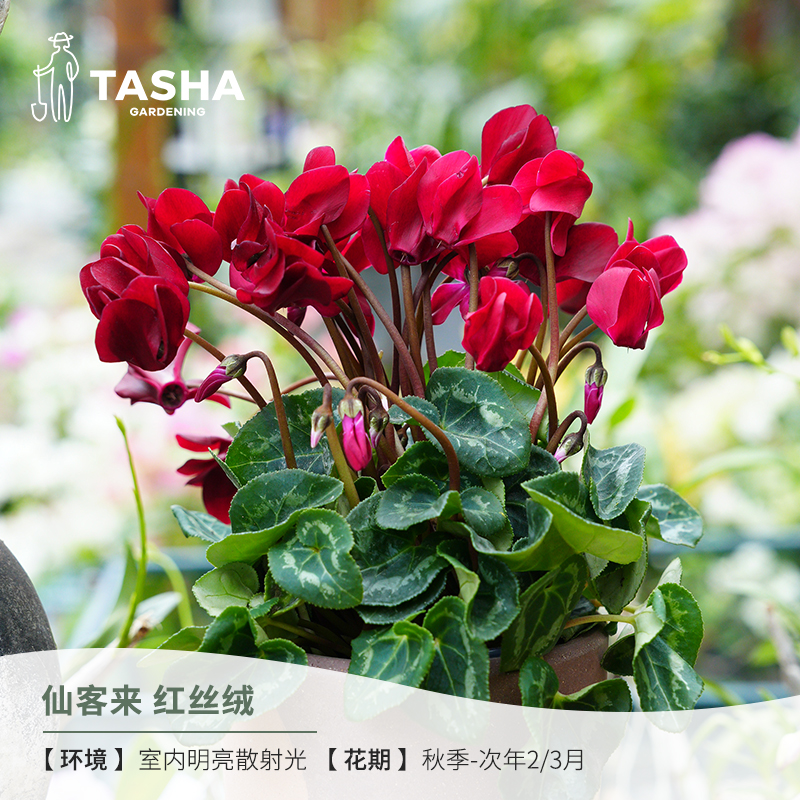 塔莎的花园仙客来红丝绒紫幻影盆栽四季室内开花植物香气爆花