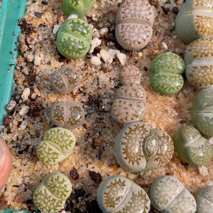 259寿丽饼干杂带盆