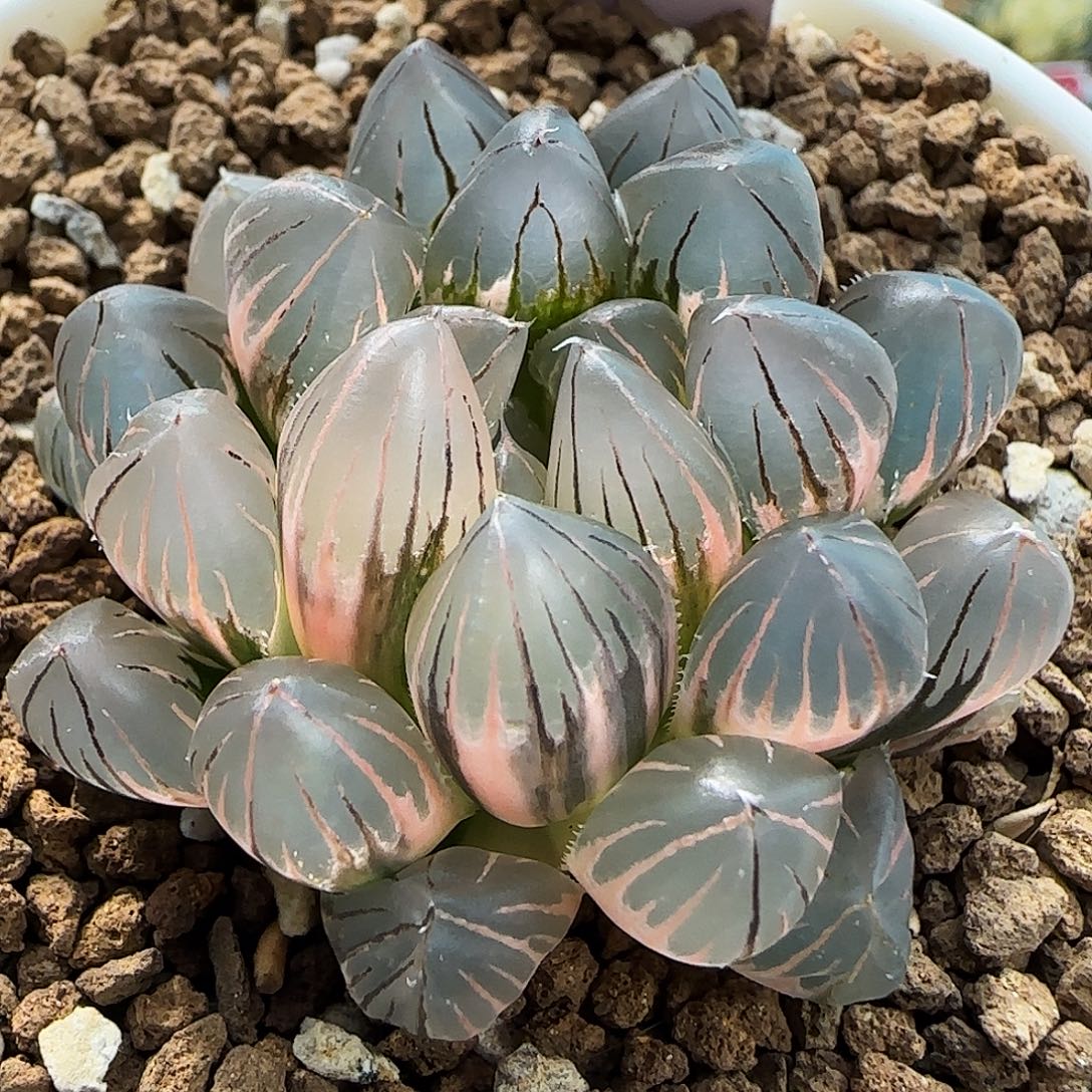 571号霓虹灯糊斑趋势一物一拍带盆土