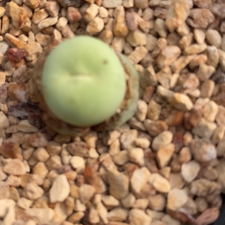 1111嘟嘟嘴鸽子蛋一颗