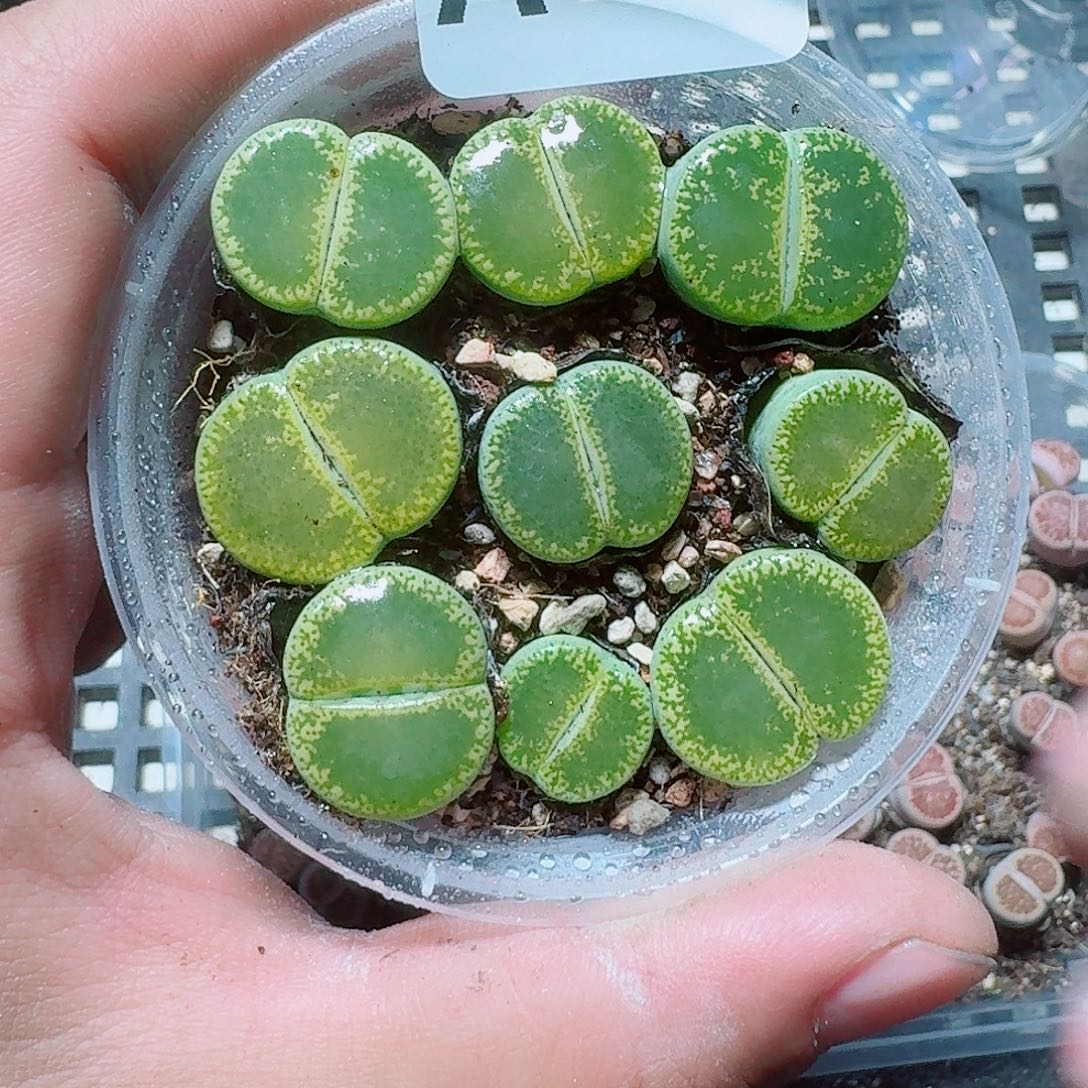 绘***绘194 多肉植物多肉植物