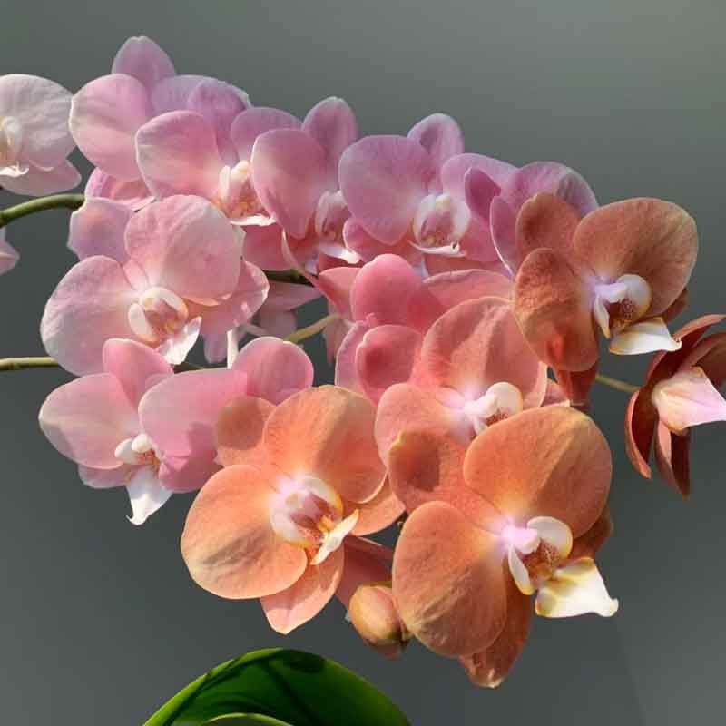 【鲑鱼】蝴蝶兰苗基地直发包对版