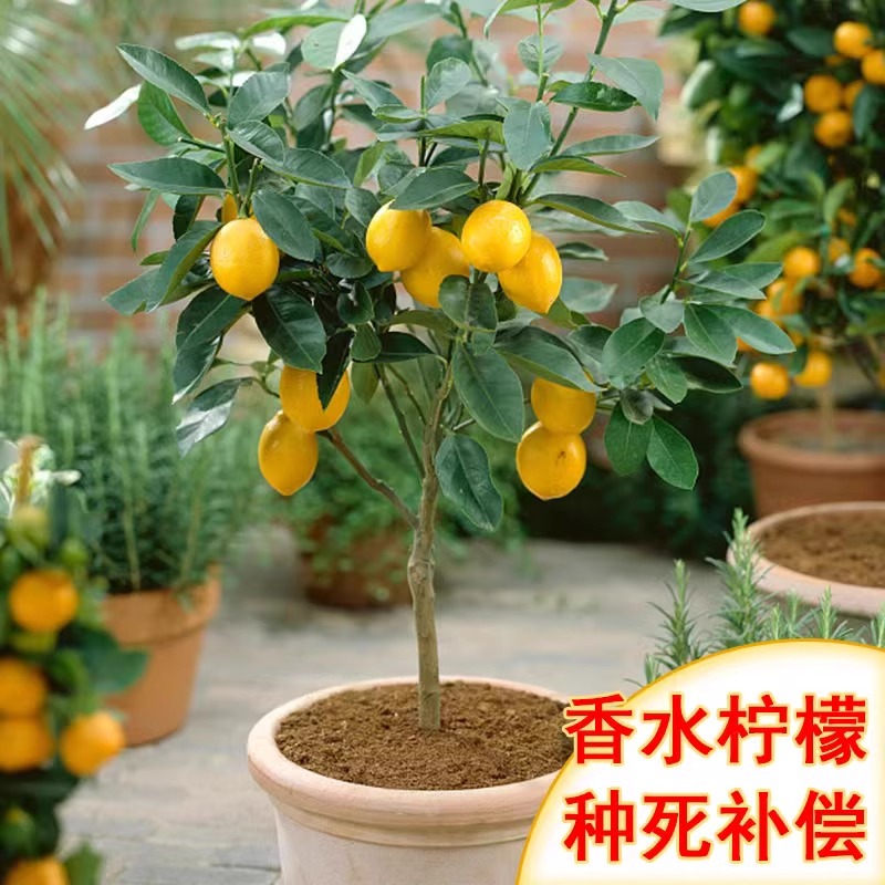 香水柠檬树苗盆栽地栽可食用清香绿植阳台庭院种植当年结果
