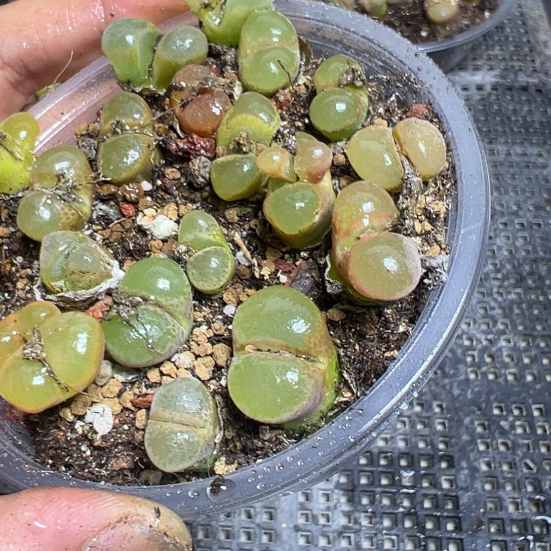 【闪购商品】 653。