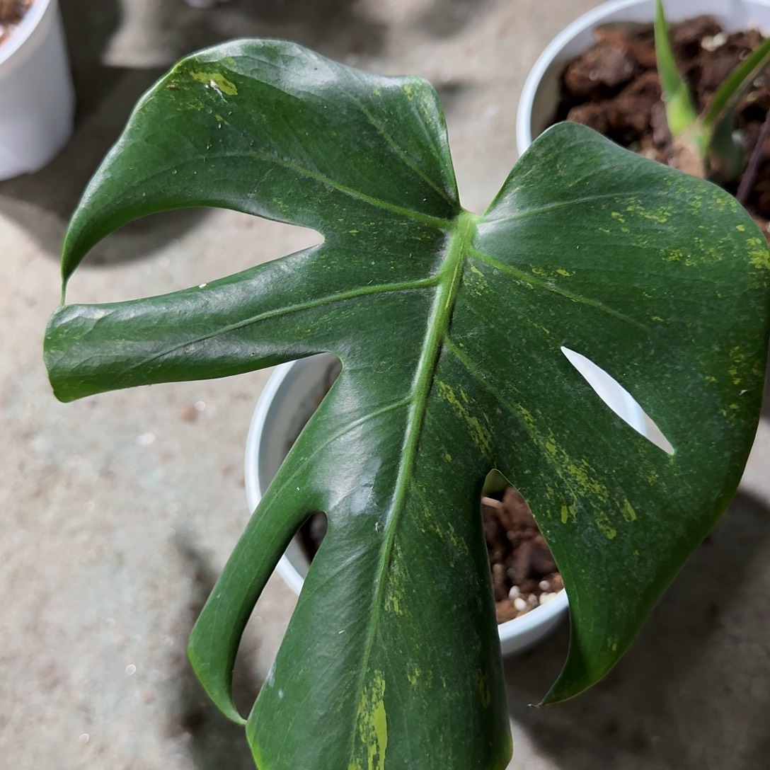 y***4无花朵龟背竹一物一拍