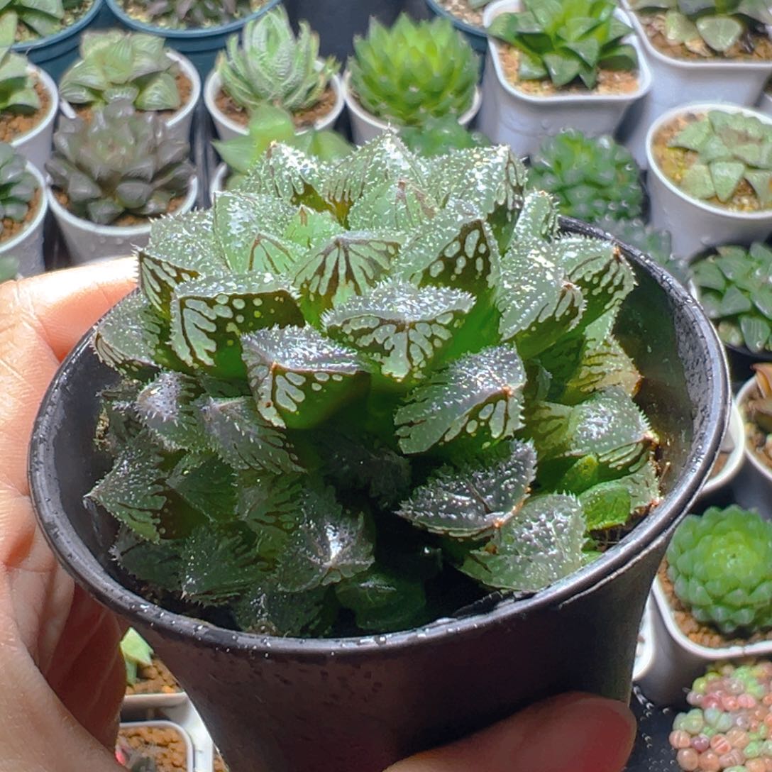 万象盆魔刺寿多肉多肉