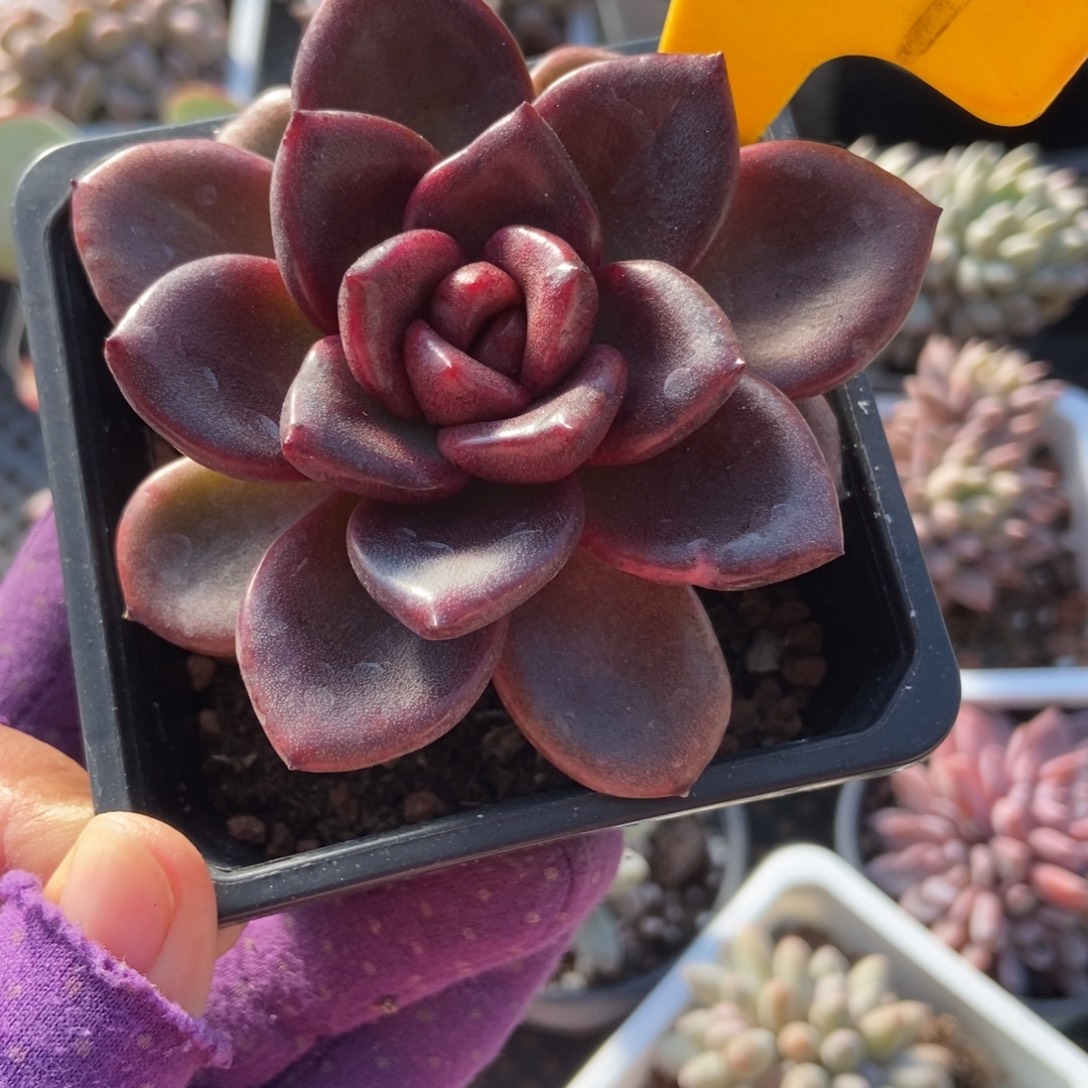 2099太阳宝石多肉植物