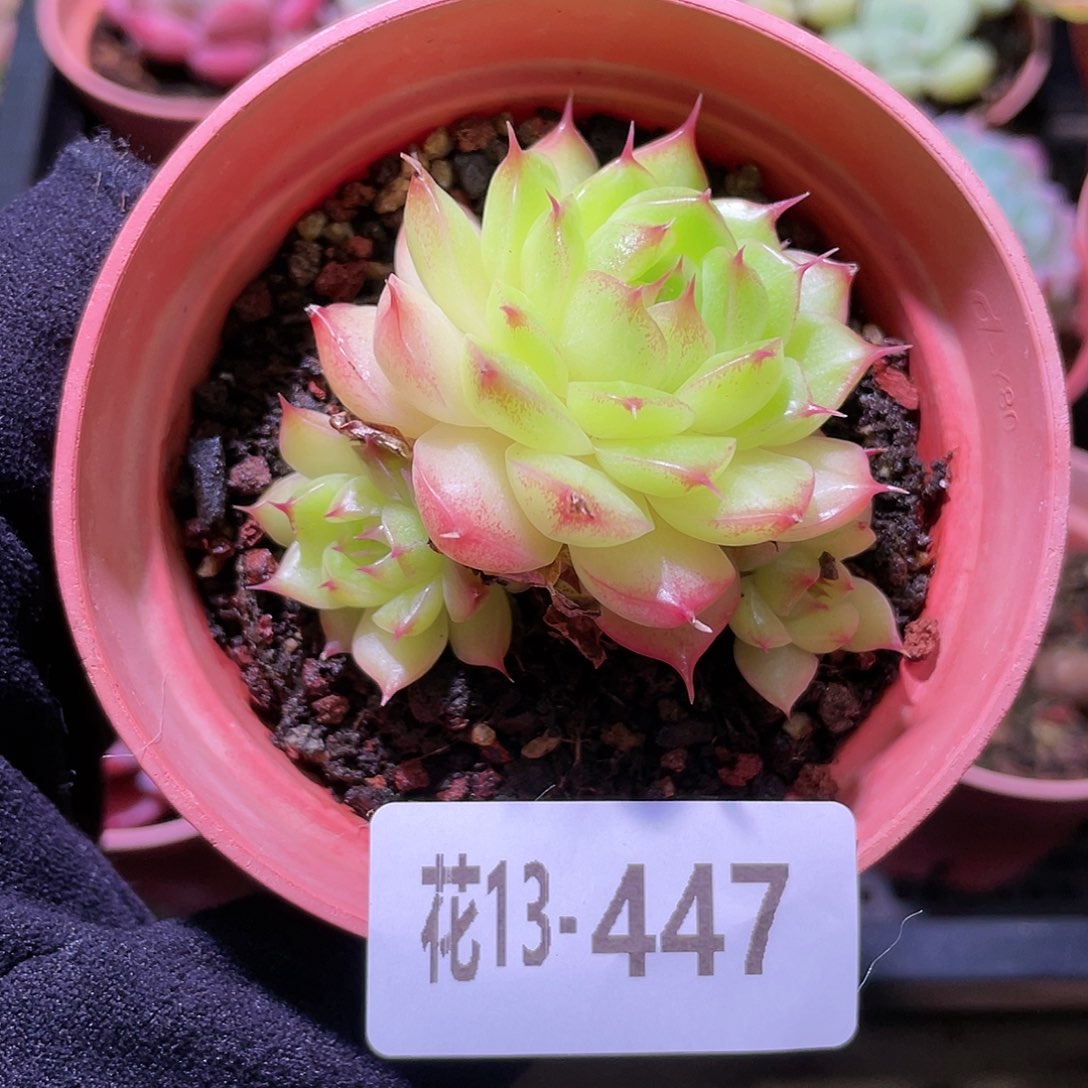 花利美13-447海王