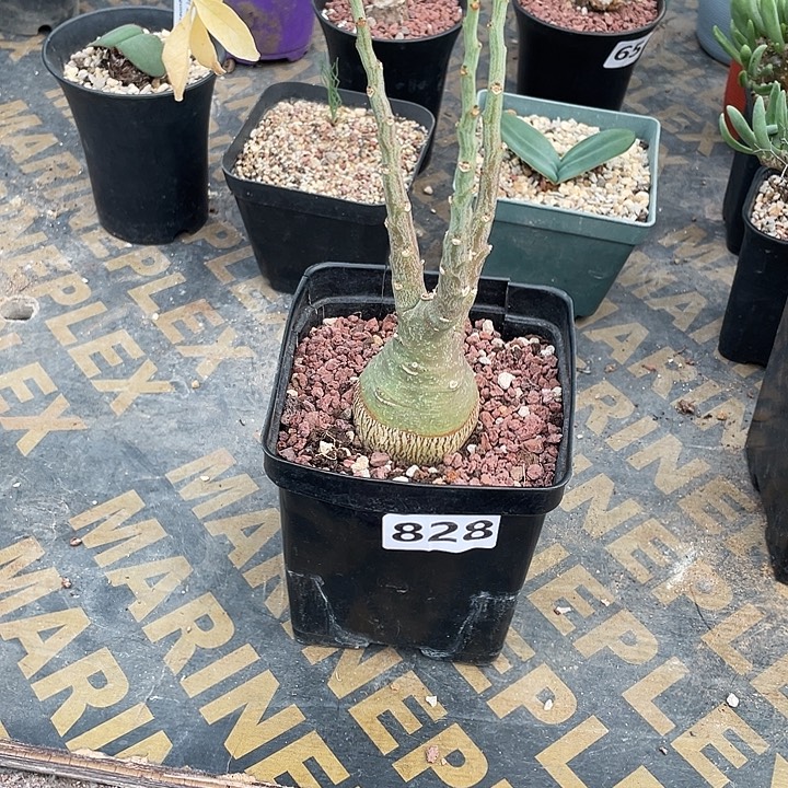 余***好828大幻蝶蔓徐福酒翁