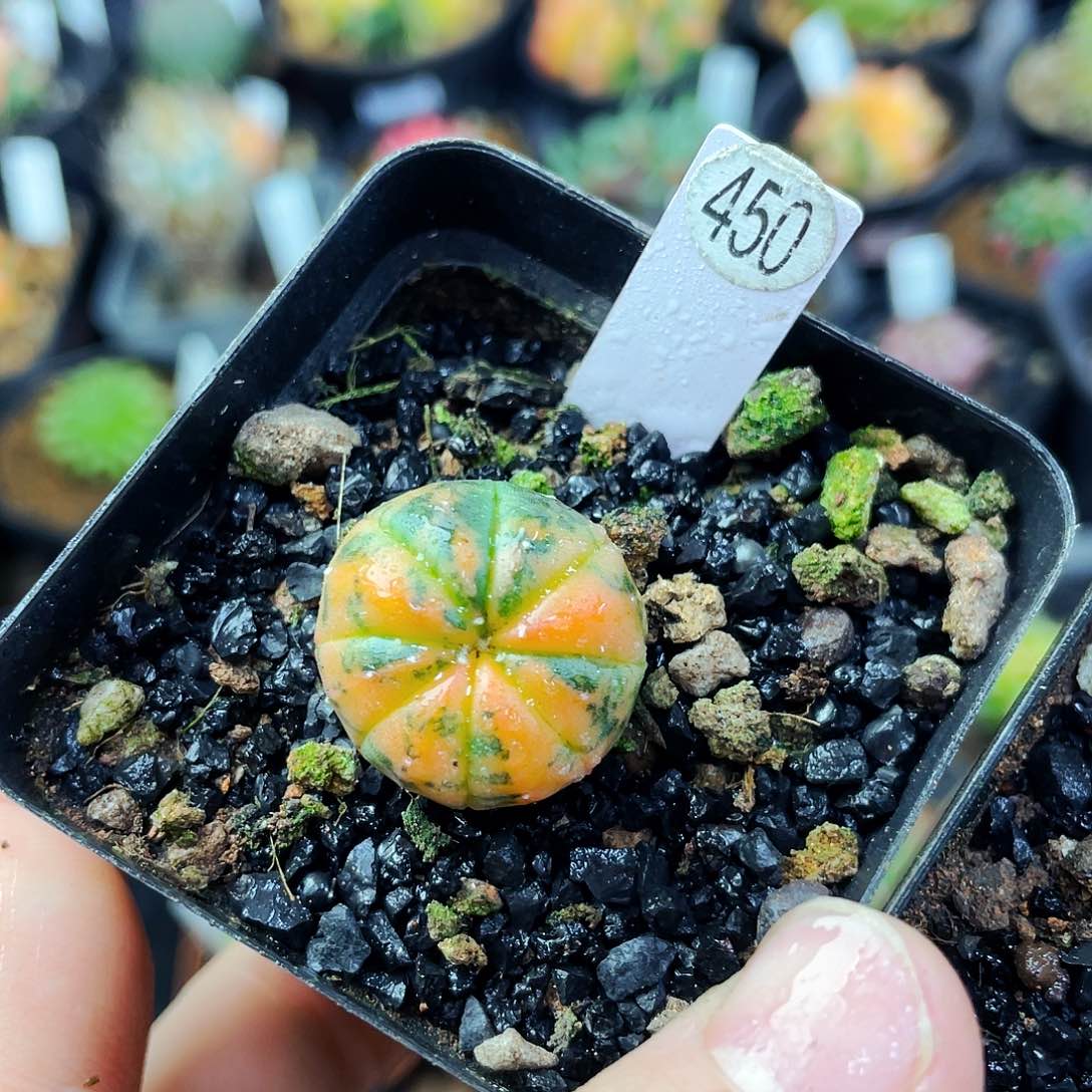 1.7cm 非偏远地区满25包邮仙人球