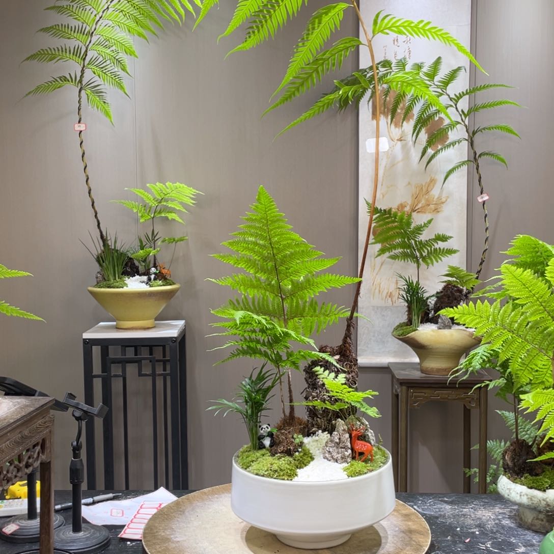 刘*辰蕨类植物和灌木植物为主要