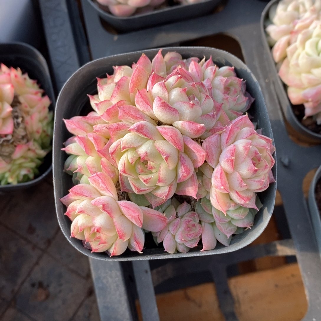 精品多肉一物一拍不包整736