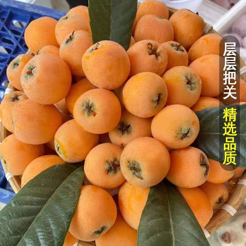 【顺丰速运】云南蒙自新鲜现摘枇杷多汁鲜甜当季孕妇水果产地直发