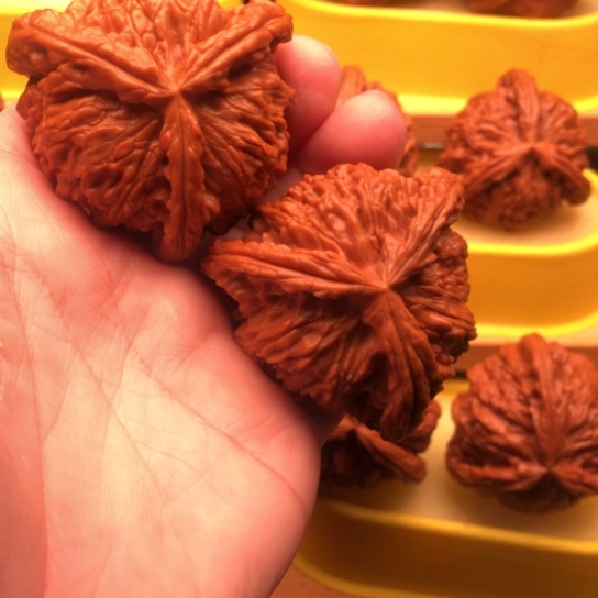 比***尼核桃核桃核桃核桃