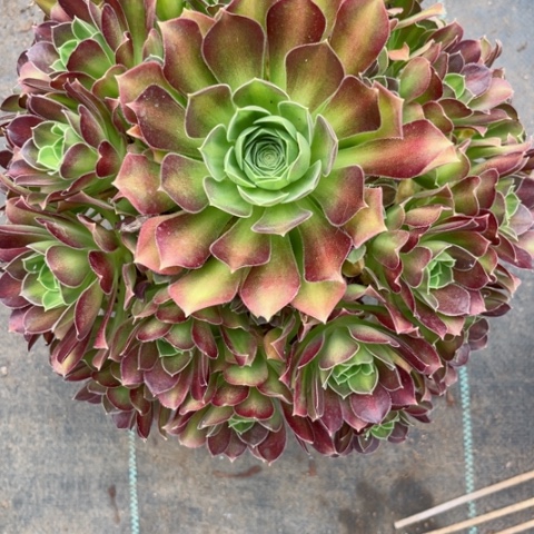 多肉植物韶华中班锦。