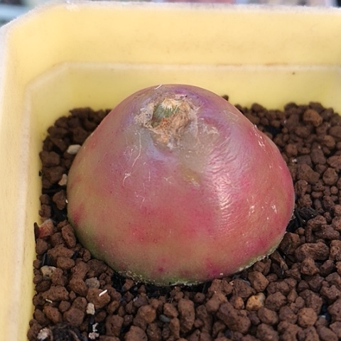 多肉肉锥 3.5Cm 大灯泡
