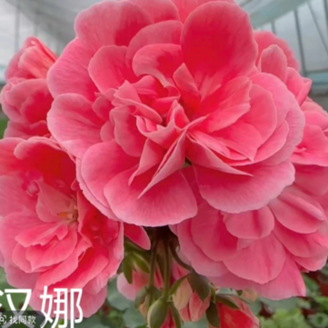 天竺葵花卉【汉娜】