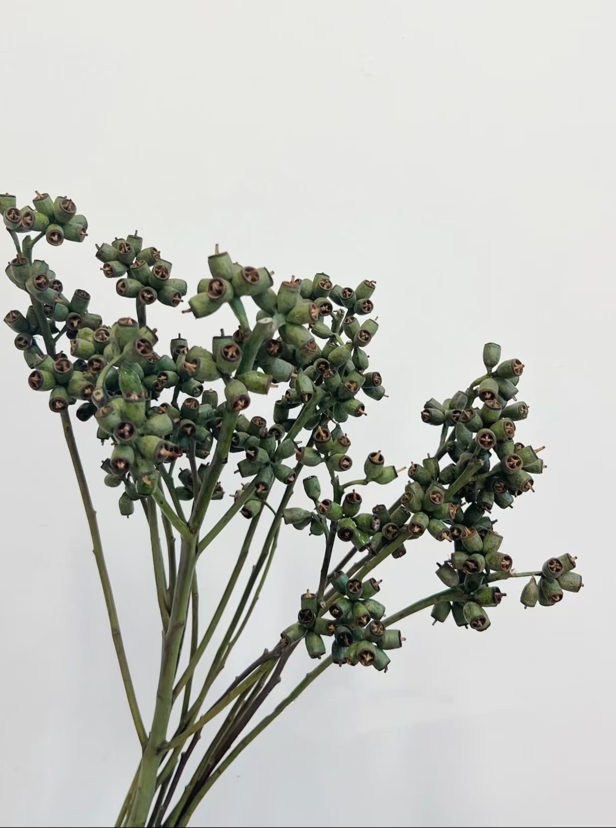 豌豆射手 小众花材云南基地直发
