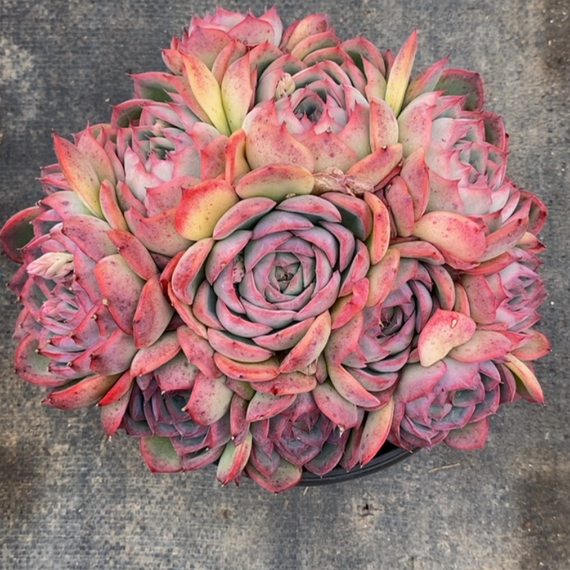 【闪购商品】?****?多肉植物