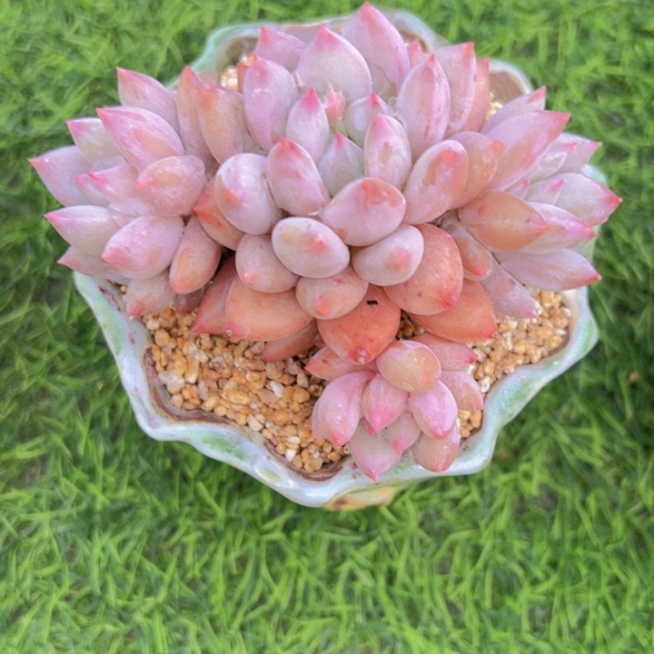 ，健健康康平平安安