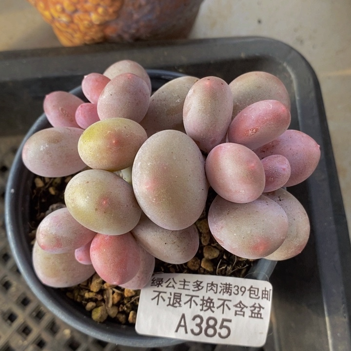 蛋黄奶7cm385多肉植物