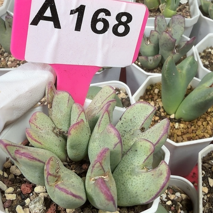 168莫莫莫莫哦莫我小心翼翼