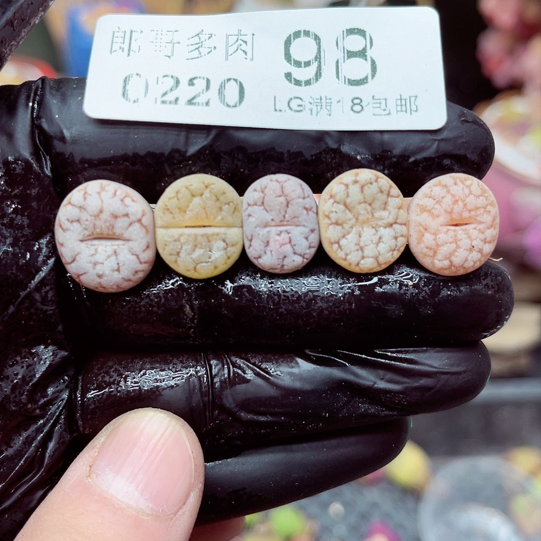 郎哥多肉生石花20-98