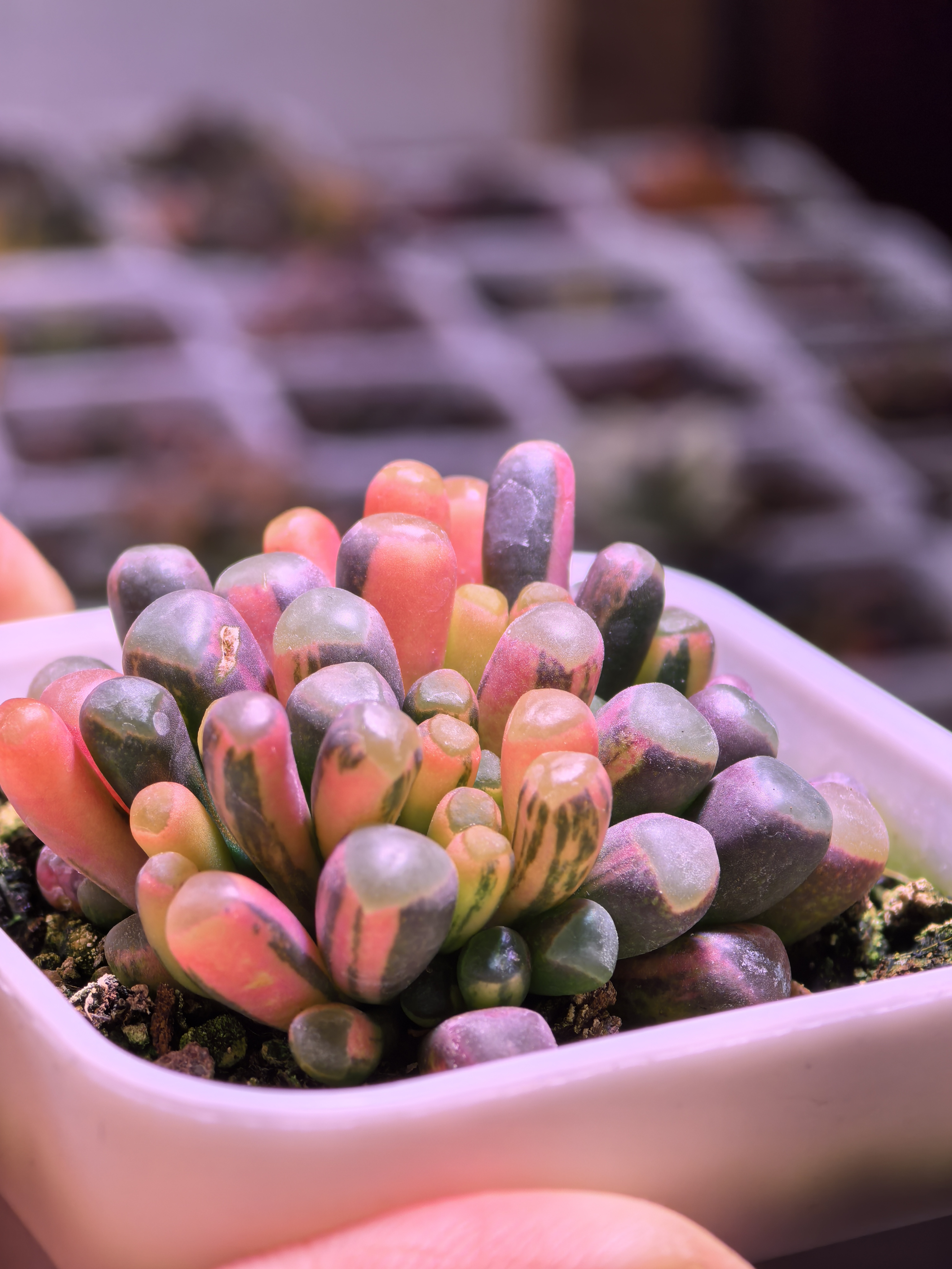 五十玲玉锦！一物一拍拉丝锦！026号