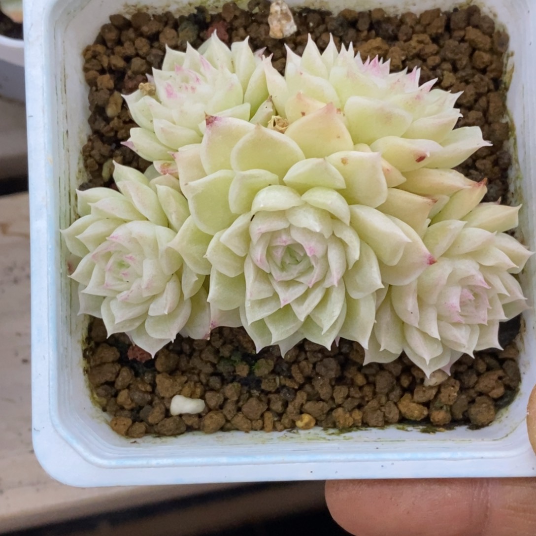 精品多肉一物一拍不包整205