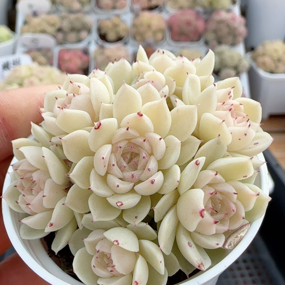 【闪购商品】0125-23（小魔仙优选