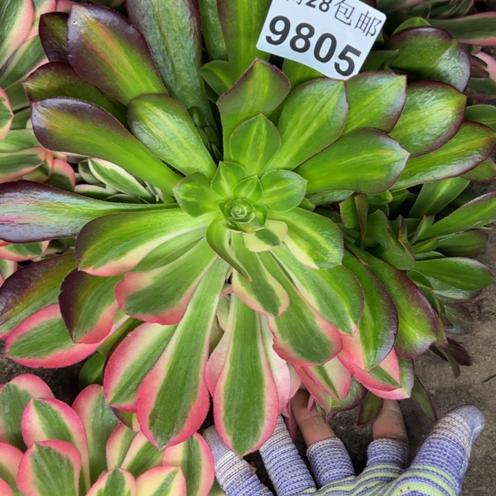 9805女巫多肉植物
