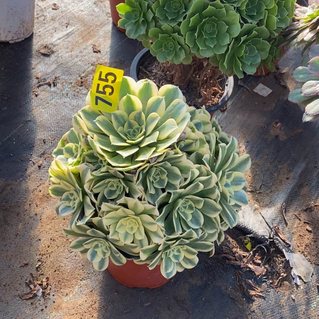 绿豆沙多肉法师755