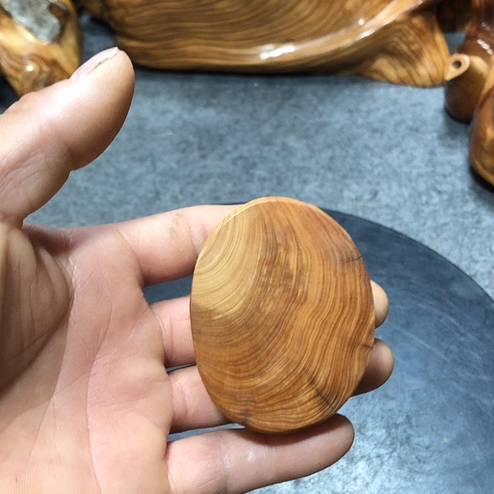 日***心柏木（崖柏）崖柏40