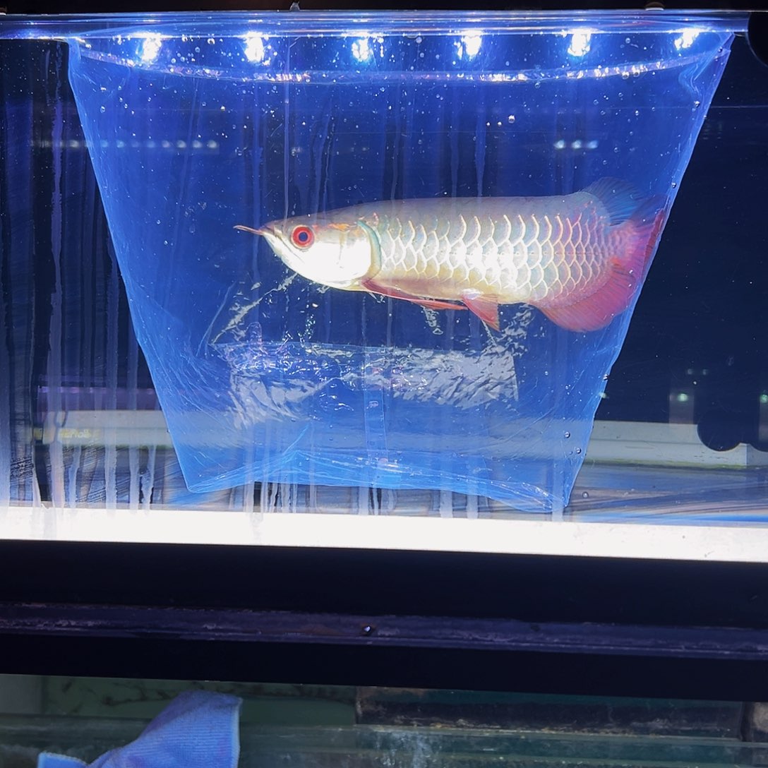 鸭***弟海水鱼观赏鱼热带鱼金龙鱼