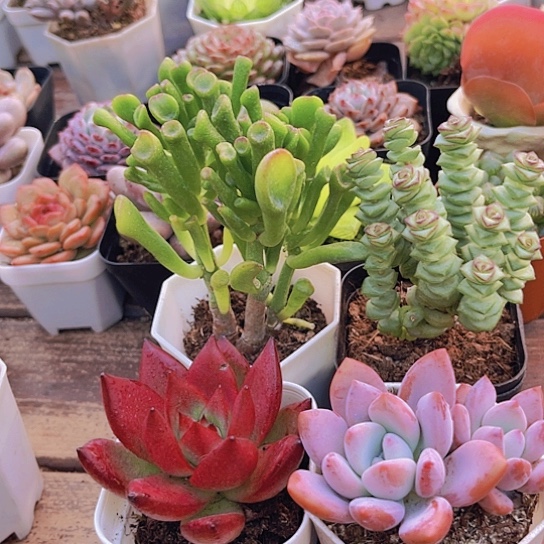 吸财树➕钱多多➕奥普➕罗卡